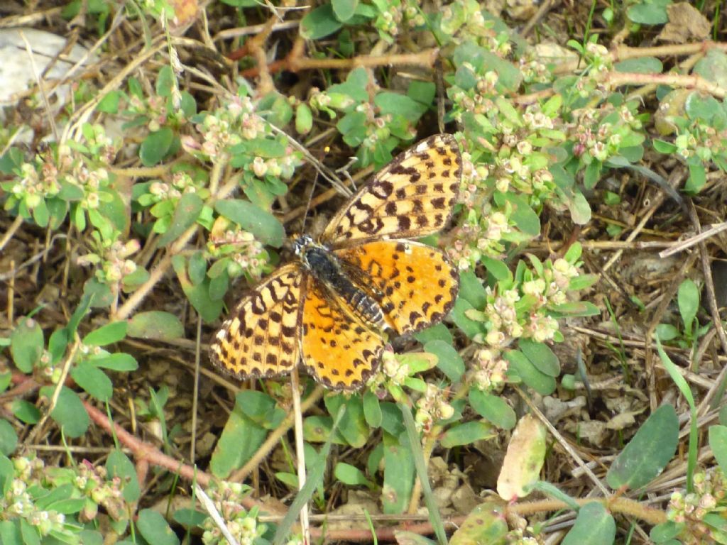 Melitaea didyma